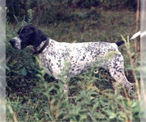 spanish porntar|Spanish Pointer Breed Information and Pictures on .